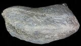 Fossil Whale Ear Bone - Miocene #63535-1